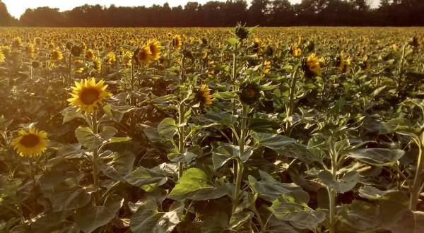 Most People Don’t Know About This Magical Sunflower Field Hiding In Buffalo