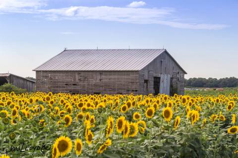 Most People Don't Know About This Magical Sunflower Field Hiding In Delaware