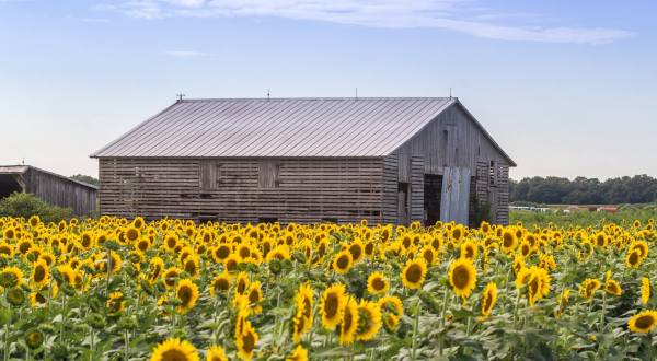 Most People Don’t Know About This Magical Sunflower Field Hiding In Delaware
