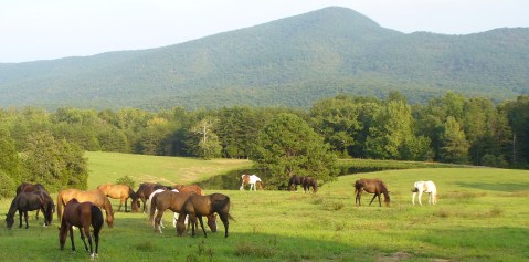 The Charming Virginia Ranch That's Perfect For A Fall Day Trip