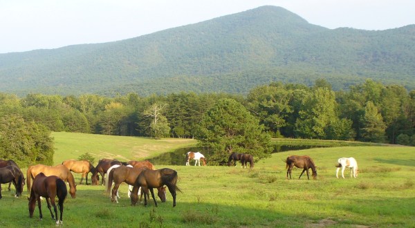 The Charming Virginia Ranch That’s Perfect For A Fall Day Trip