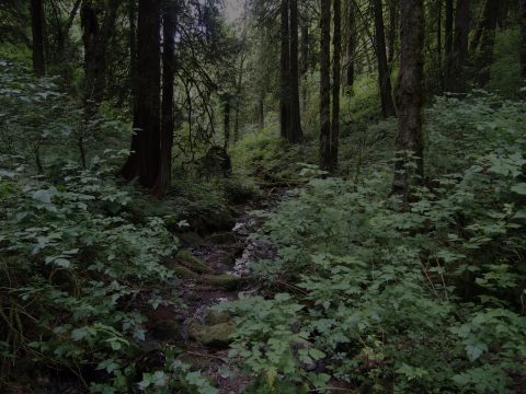 People Don't Want To Believe The Creepy Stories About This Oregon Park Are True