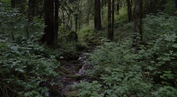 People Don’t Want To Believe The Creepy Stories About This Oregon Park Are True