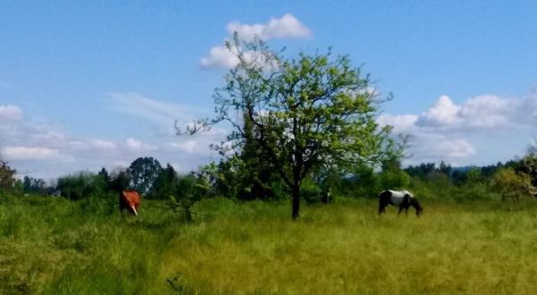 The Horseback Riding Trail Near Portland That’s Pure Magic