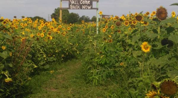 There’s A Magical Sunflower Field Tucked Away In Beautiful Florida
