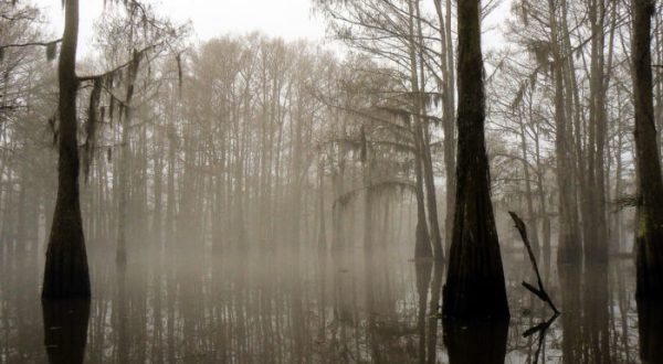 The Sinister Story Behind This Popular Louisiana Swamp Will Give You Chills