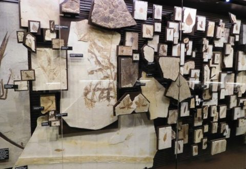 Some Of Best Preserved Fossils In the World Are Right Here In Wyoming