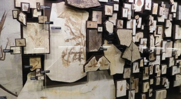 Some Of Best Preserved Fossils In the World Are Right Here In Wyoming