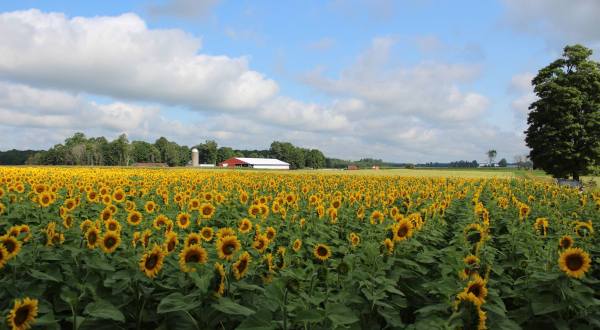 Most People Don’t Know About This Magical Sunflower Field Hiding In Michigan