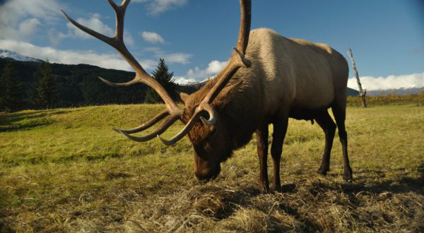 This Conservation Center Is One Of The Best Places To See Wildlife In All Of Alaska