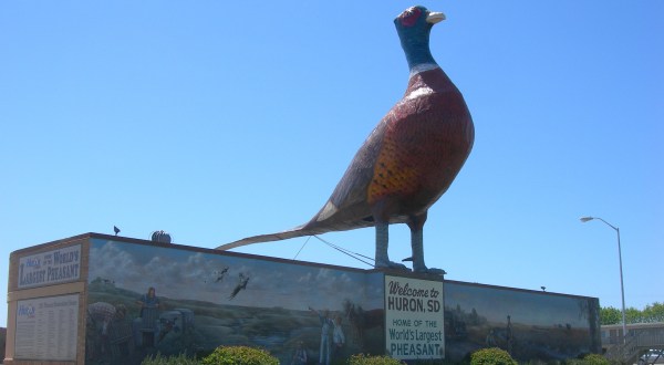 The World’s Largest Pheasant Is Right Here In South Dakota And You’ll Want To Visit﻿