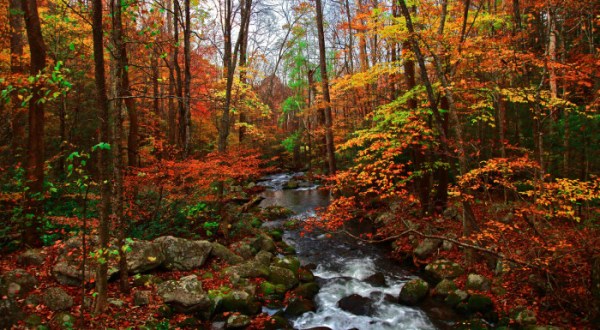16 Picture Perfect Fall Day Trips To Take In Tennessee