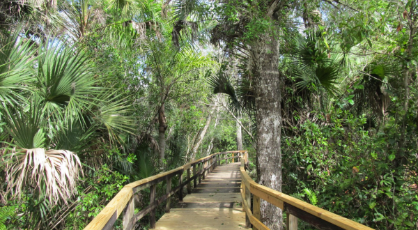 Most People Don’t Realize That Florida Has Its Own Amazon And You’ll Want To Visit
