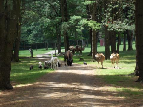 The One Unique Park In New York Everyone Should Visit At Least Once