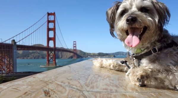 10 Undying Habits That Prove You Can Never Take San Francisco Out Of The San Franciscan