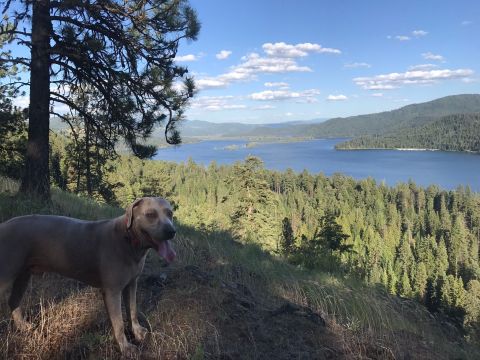 7 Dog Friendly Hiking Trails In Idaho You'll Want To Take