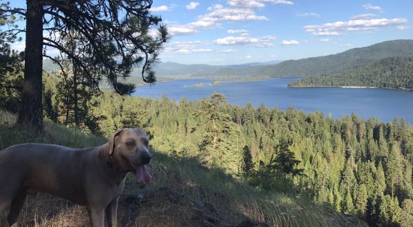 7 Dog Friendly Hiking Trails In Idaho You’ll Want To Take