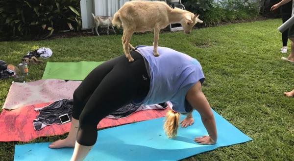 The One Place In Texas Where You Can Do Yoga With Goats