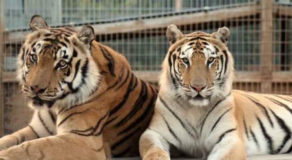 Not Many Know About This Exotic Animal Sanctuary Near Charlotte