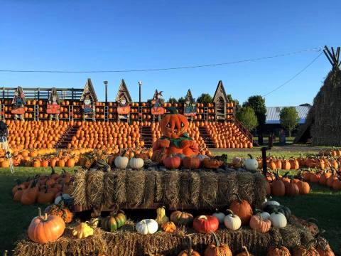 This Buffalo Pumpkin Patch Is One Of The Best In America