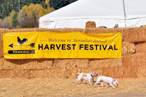 7 Harvest Festivals In Washington That Will Make Your Autumn Awesome