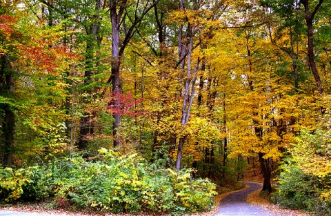 The Best Times And Places To View Fall Foliage Around Cincinnati