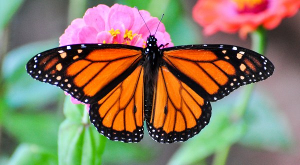 Get Ready For One Of The Most Massive Monarch Butterfly Migrations We’ve Ever Seen In Texas