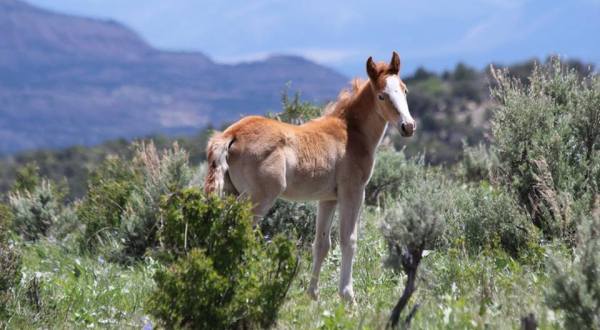 The Breathtaking Park In Colorado Where You Can Watch Wild Horses Roam
