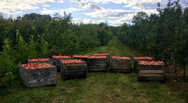 The Best Pie In Ohio Can Be Found At This Charming Orchard