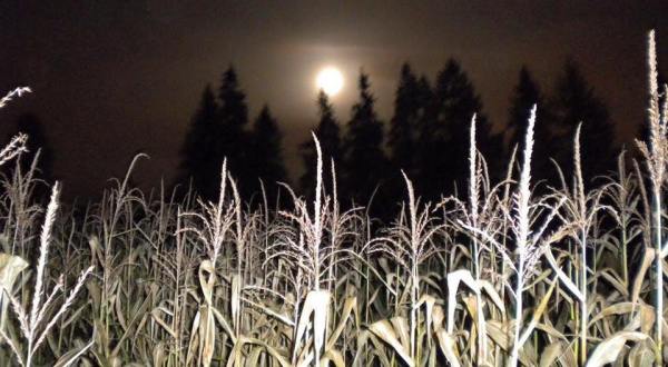 2 Haunted Corn Mazes in Portland That Will Give You Goosebumps