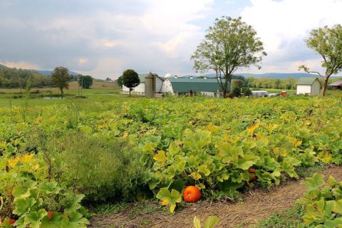 These 12 Charming Pumpkin Patches In New Jersey Are Picture Perfect For A Fall Day