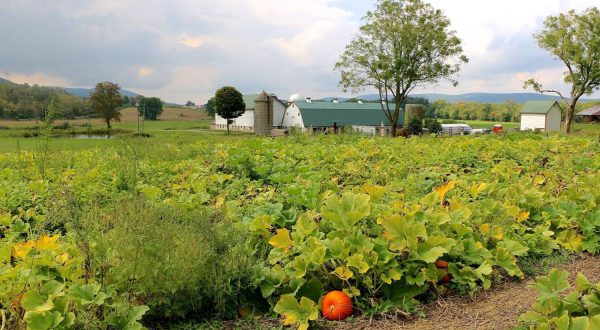 These 12 Charming Pumpkin Patches In New Jersey Are Picture Perfect For A Fall Day