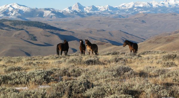 The Breathtaking Place In Idaho Where You Can Watch Wild Horses Roam
