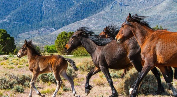 The Breathtaking Area In Nevada Where You Can Watch Wild Horses Roam