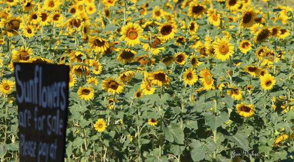 Most People Don’t Know About This Magical Sunflower Field Hiding In Mississippi