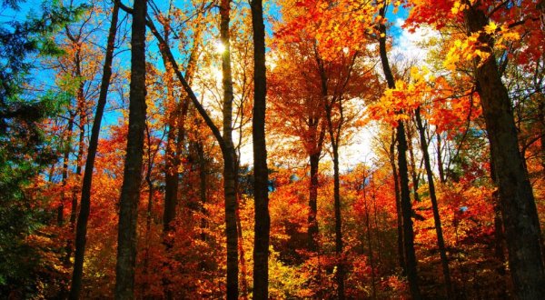 The Best Times And Places To View Fall Foliage In New York