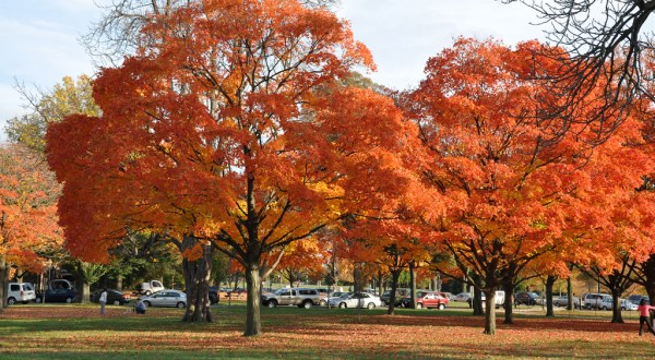 Here Are The Best Times And Places To View Fall Foliage In DC