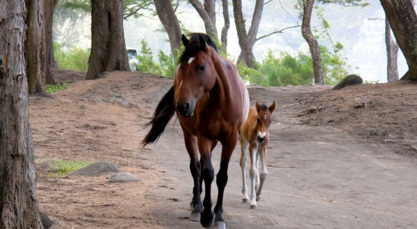 The Breathtaking Place In Hawaii Where You Can Watch Wild Horses Roam