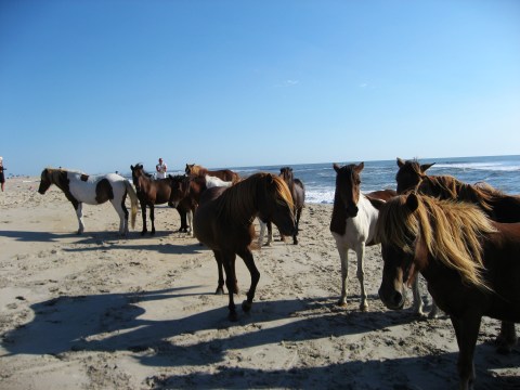 The Breathtaking Park In Maryland Where You Can Watch Wild Horses Roam