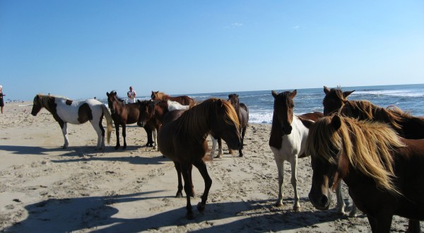 The Breathtaking Park In Maryland Where You Can Watch Wild Horses Roam