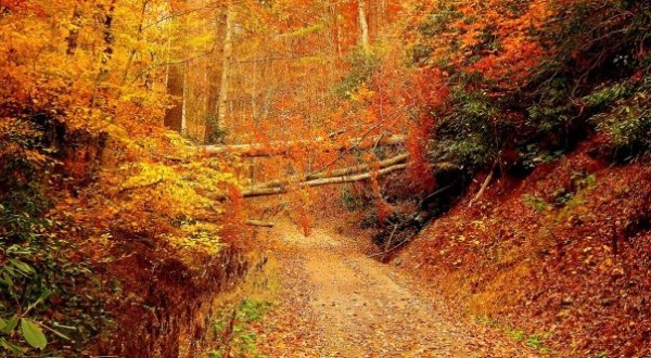 20 Photos That Prove Fall In Tennessee Is Like Nowhere Else In The World