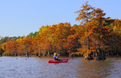 The Best Times And Places To View Fall Foliage In Louisiana