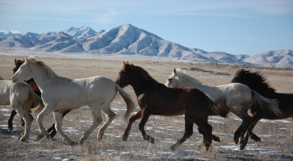 Take This Utah Drive To See Wild Horses Running Free