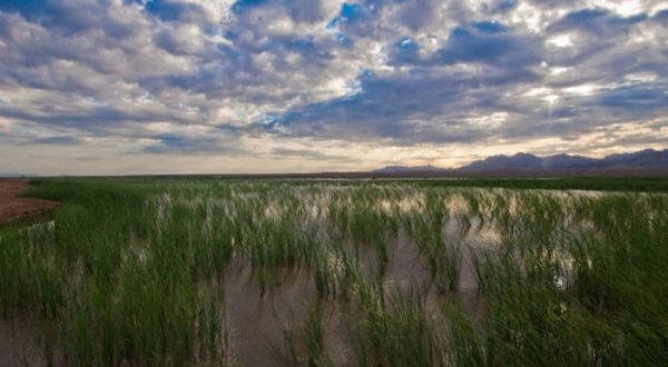 Most People Don’t Realize These 9 Hauntingly Beautiful Wetlands Even Exist In Arizona