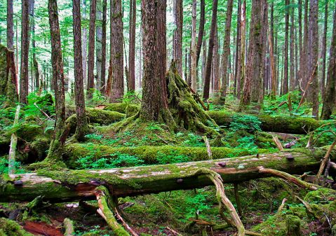 Follow This Enchanting Trail Through Alaska's Rainforest For An Unforgettable Experience