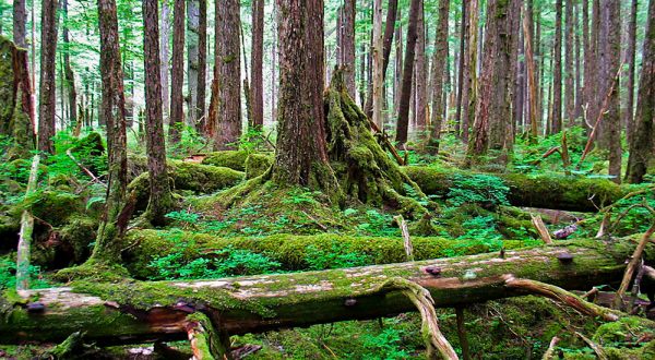 Follow This Enchanting Trail Through Alaska’s Rainforest For An Unforgettable Experience