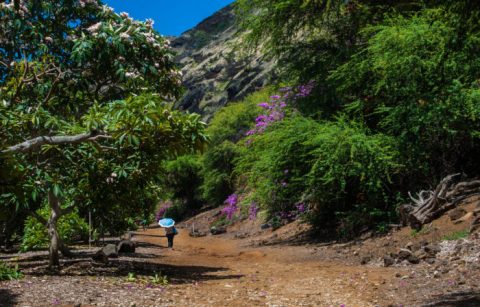 10 Hikes In Hawaii That Will Make You Forget That You're In Hawaii
