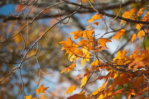 Here Are The Best Times And Places To View Fall Foliage In Rhode Island