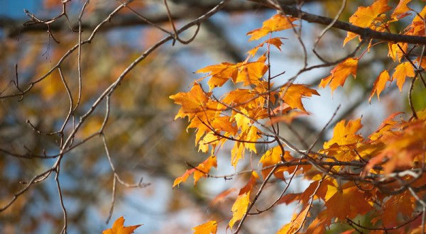 Here Are The Best Times And Places To View Fall Foliage In Rhode Island