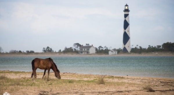 The Breathtaking Park In North Carolina Where You Can Watch Wild Horses Roam